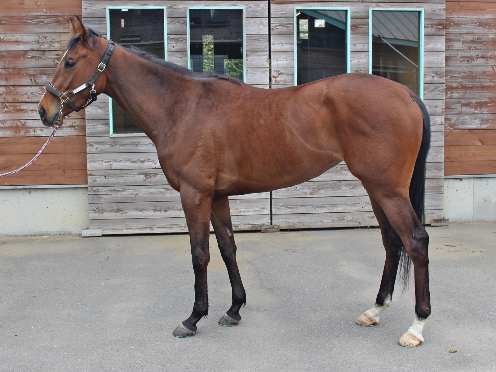 ヴィルジェン Virgem 牝 3歳 ※中央競馬 登録抹消 | サラブレッド