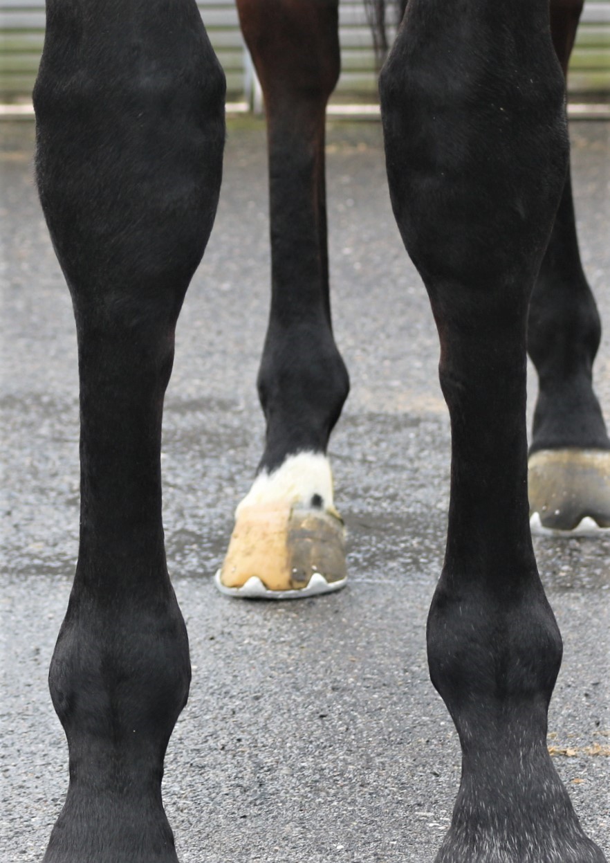 カズアレグロ Kazu Allegro 牡 3歳 ※中央競馬 登録抹消（未出走