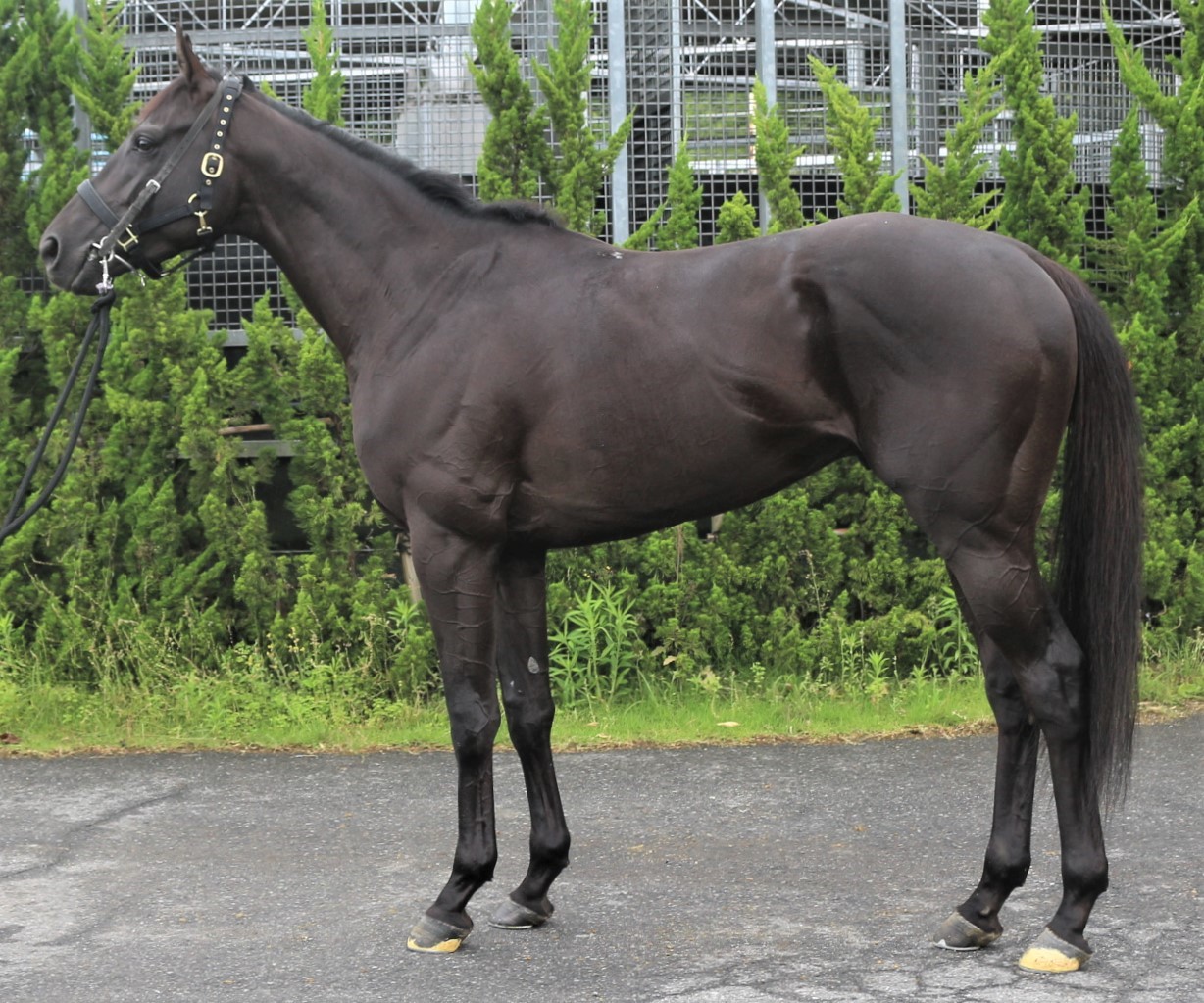 サンライズシトラス　Sunrise Citrus　　牡　　４歳　　※中央競馬　登録抹消_main1