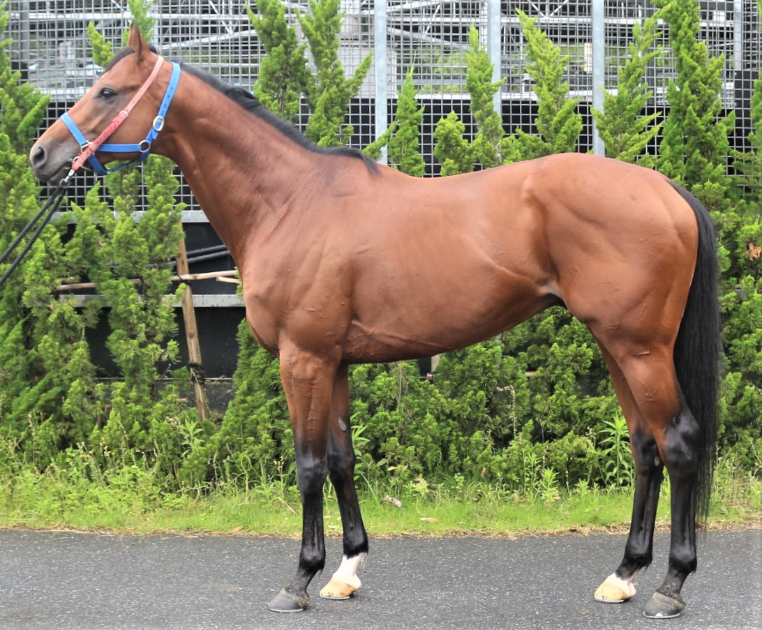 トレジャーシップ　Treasure Ship　　牡　　５歳　　※中央競馬　登録抹消_main1