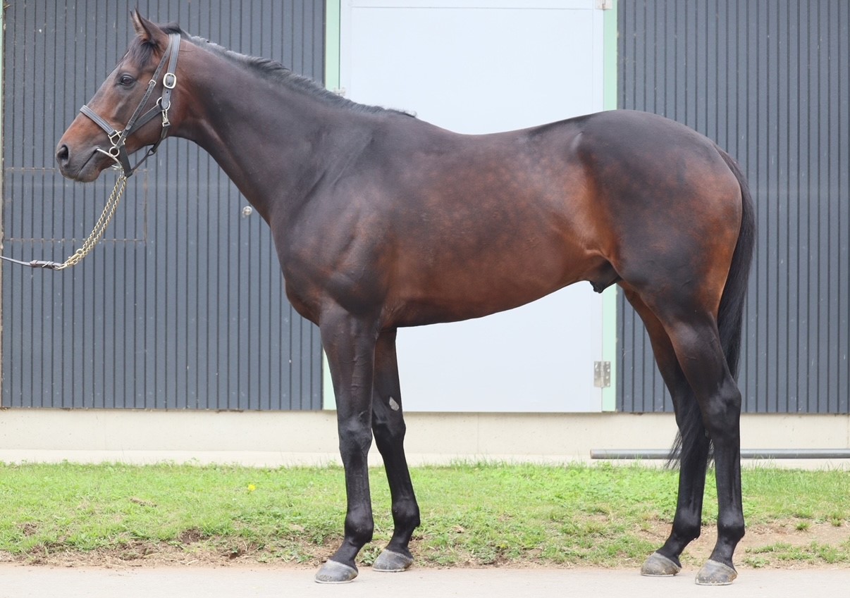 レアリザトゥール　Realisateur　　牡　　５歳　　※中央競馬　登録抹消_main1