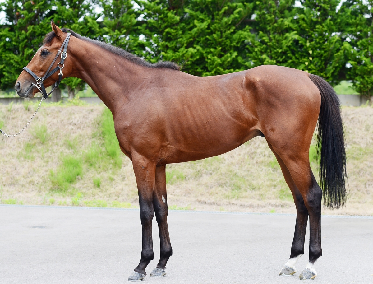 盗まれた馬 デンジャーマン Danger Man 牡 3歳 ※中央競馬 登録抹消