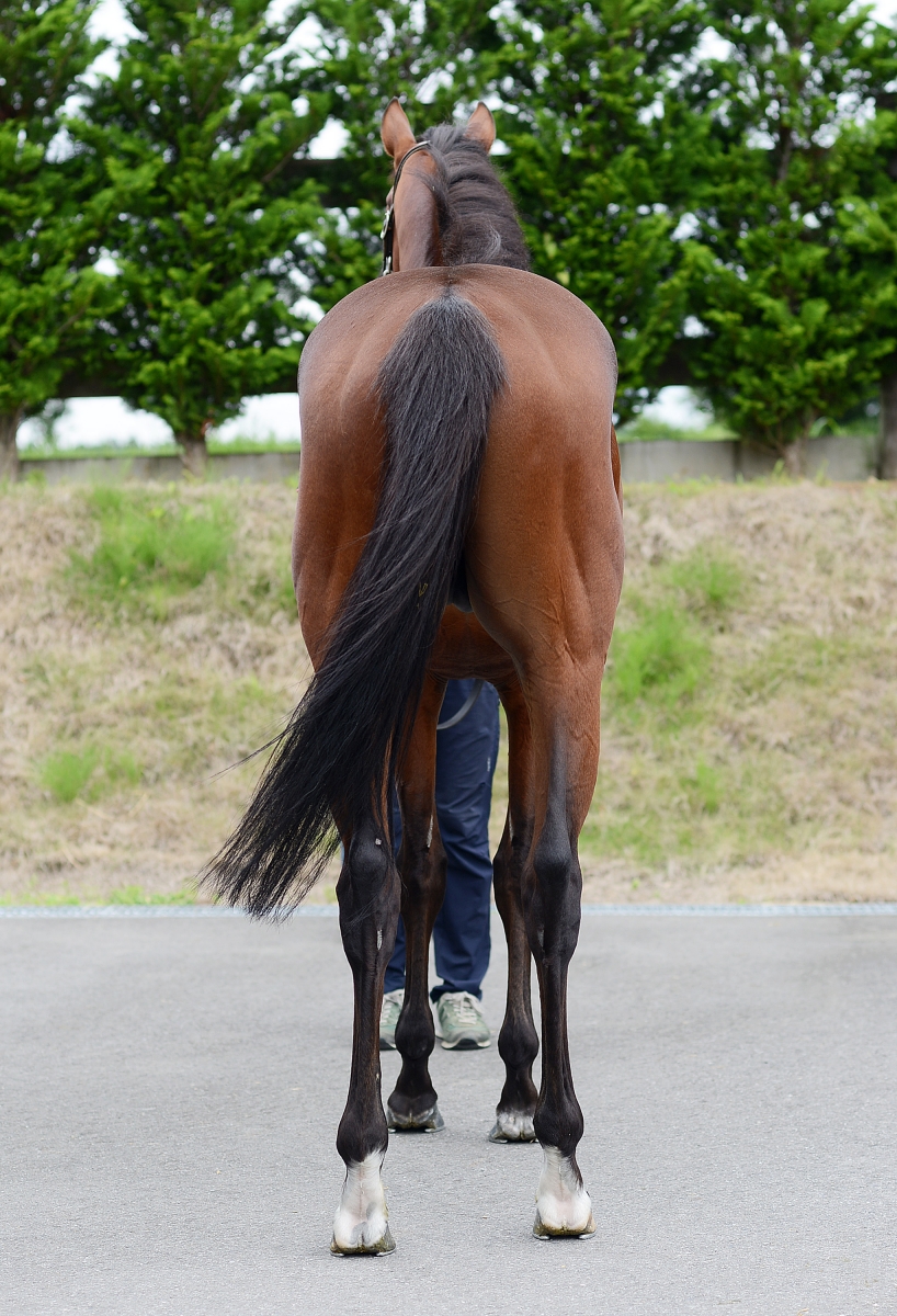 デンジャーマン Danger Man 牡 3歳 ※中央競馬 登録抹消