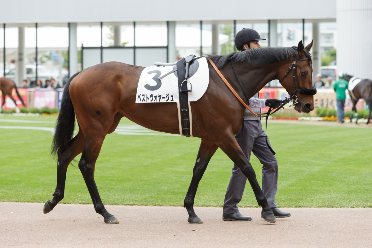 ベスト ヴォヤージュ 馬 オファー