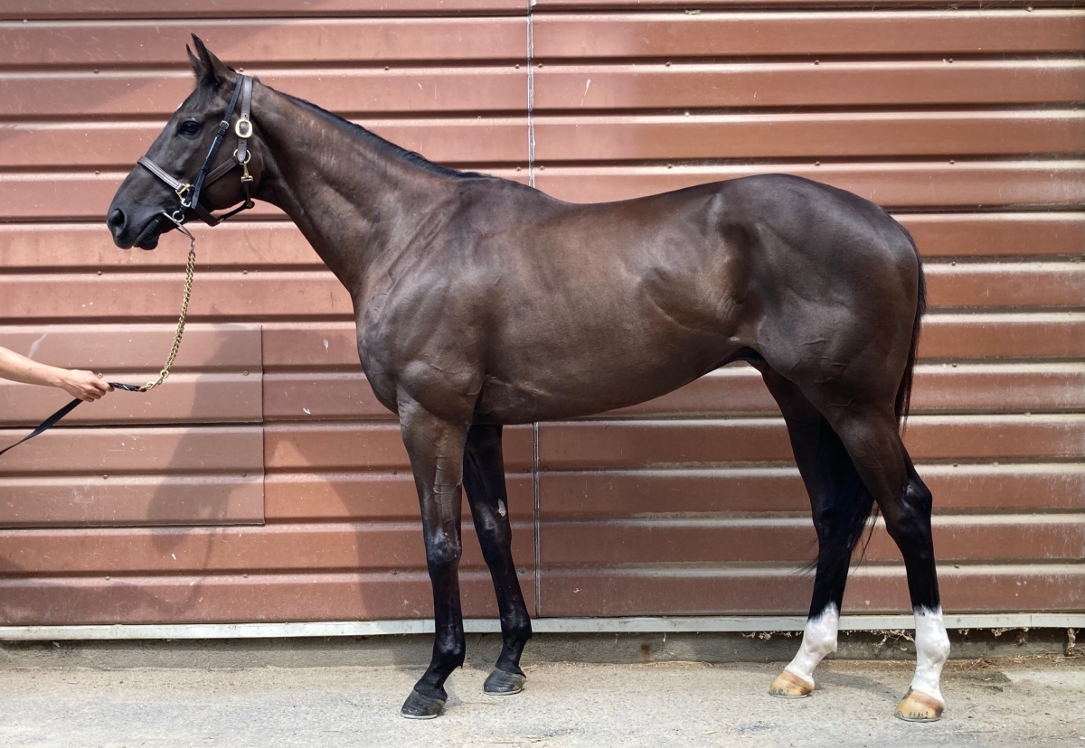フレイムウィングス Flame Wings セン 5歳 ※中央競馬 登録抹消