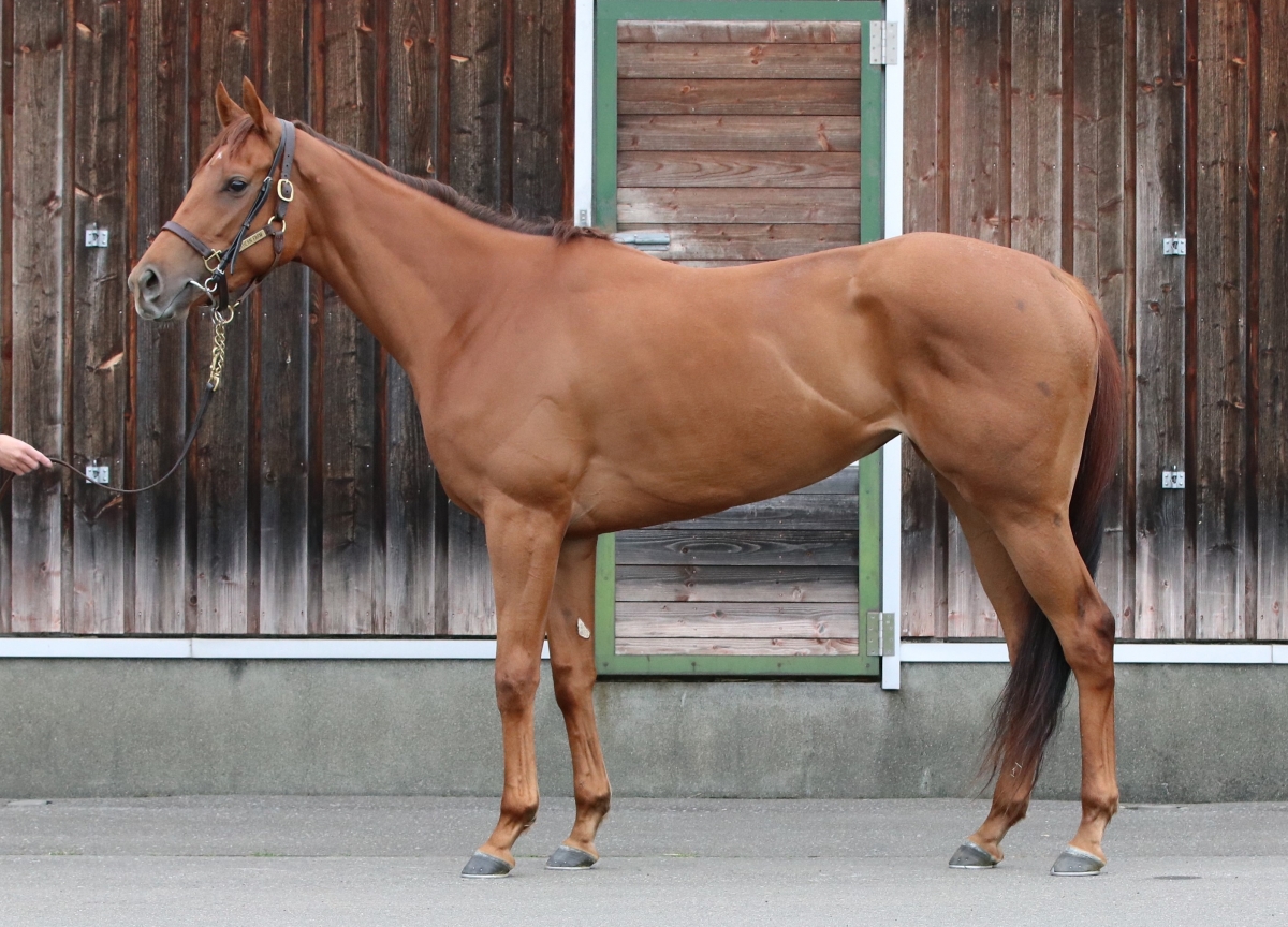 ヴォルガ Volga 牝 3歳 ※繁殖牝馬(空胎) | サラブレッド ヴォルガ Volga 牝 3歳 ※繁殖牝馬(空胎) | サラブレッド
