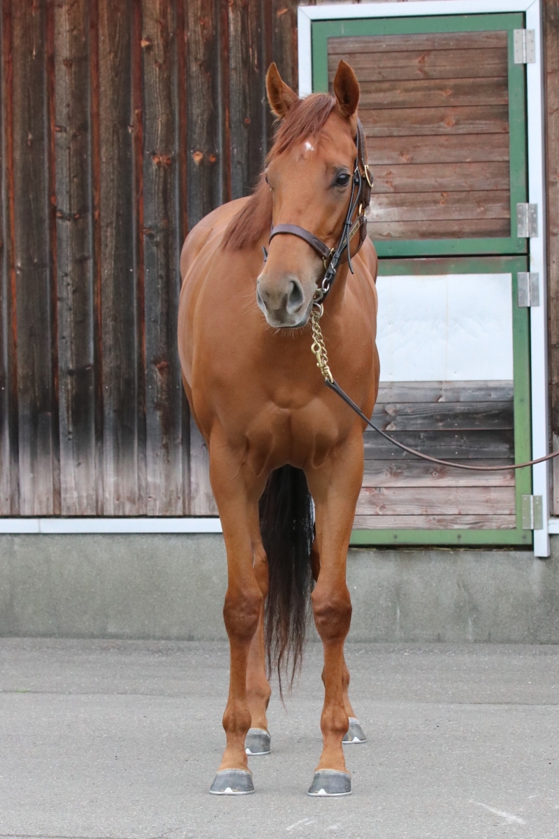 ヴォルガ Volga 牝 3歳 ※繁殖牝馬(空胎) | サラブレッド ヴォルガ Volga 牝 3歳 ※繁殖牝馬(空胎) | サラブレッド