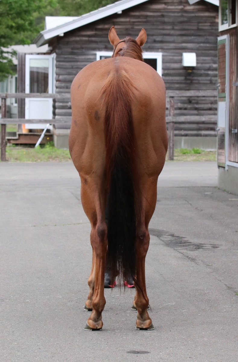 ヴォルガ Volga 牝 3歳 ※繁殖牝馬(空胎) | サラブレッド ヴォルガ Volga 牝 3歳 ※繁殖牝馬(空胎) | サラブレッド