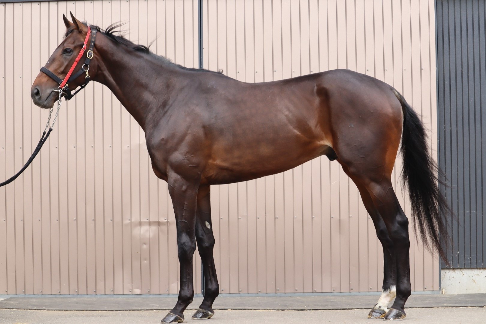 エンドレスレイン　Endless Rain　　牡　３歳　　※中央競馬　登録抹消_main1