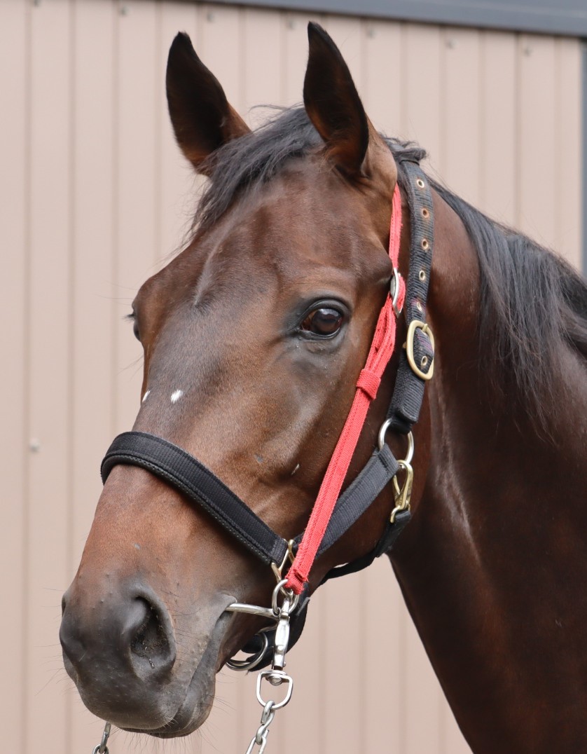 エンドレスレイン Endless Rain 牡 3歳 ※中央競馬 登録抹消