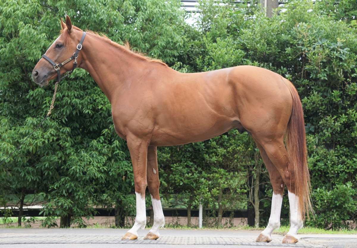 キンバリープロセス Kimberley Process 牡 3歳 ※中央競馬 登録抹消 サラブレッドオークション