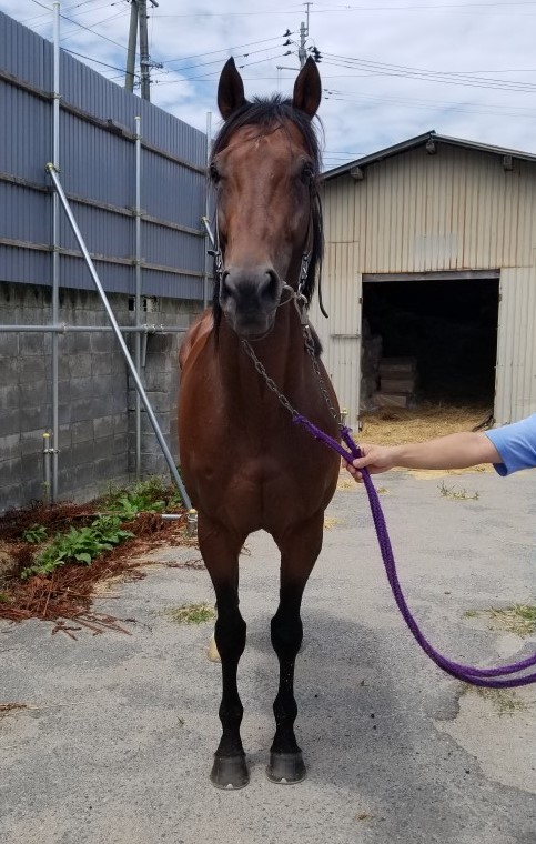 キングジャガー King Jaguar 牡 6歳 ※地方競馬 在籍 キングジャガー King Jaguar 牡 6歳 ※地方競馬 在籍