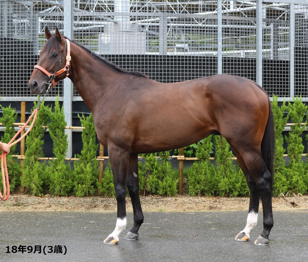 ガナドゥール Ganador 牡 ４歳 ※地方競馬 在籍 | サラブレッドオークション