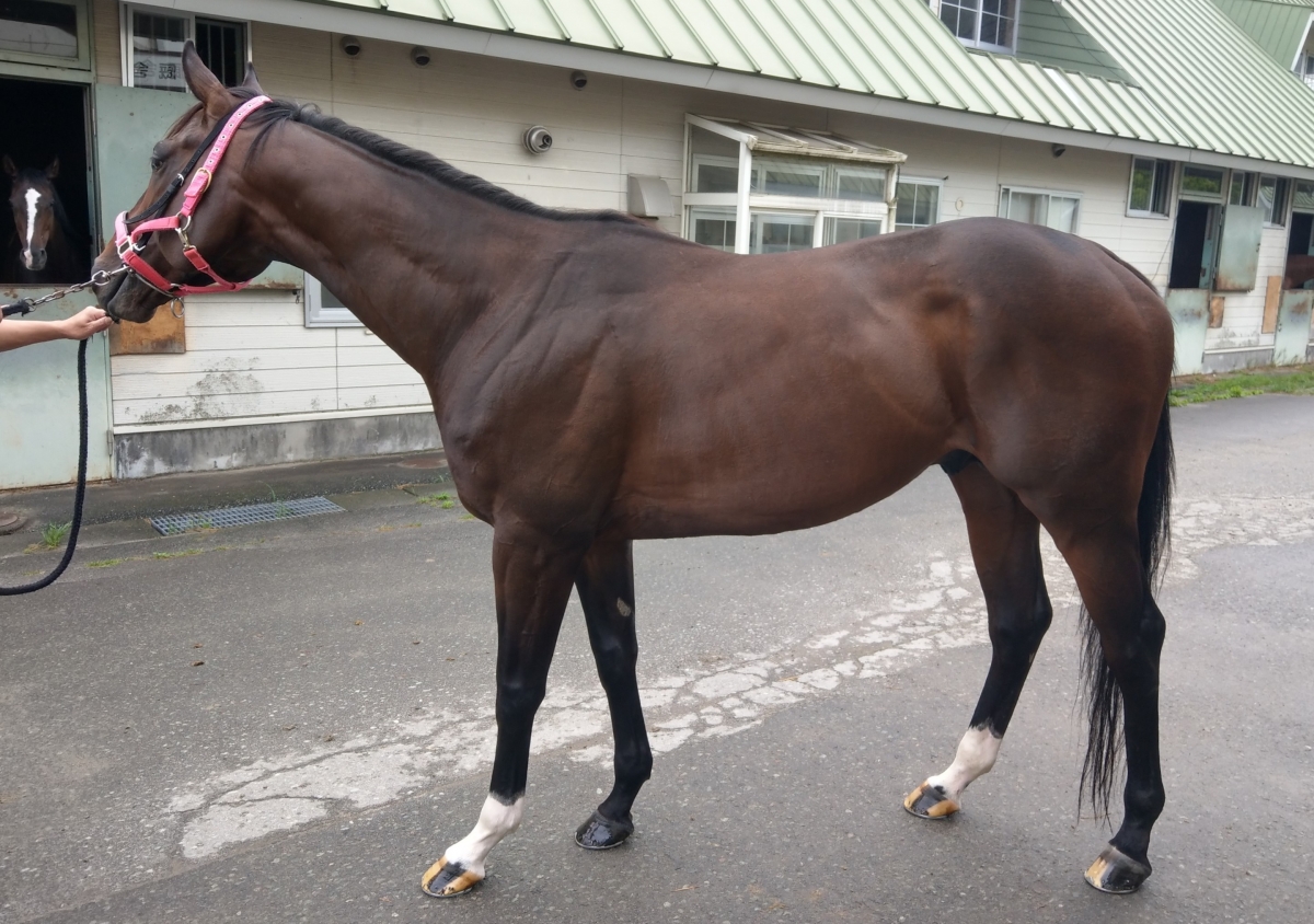 激レア 絶版 廃盤 写真集 ONTHETURF2 競馬 リアルシング 牡8歳 ※地方競馬 在籍 | サラブレッドオークション
