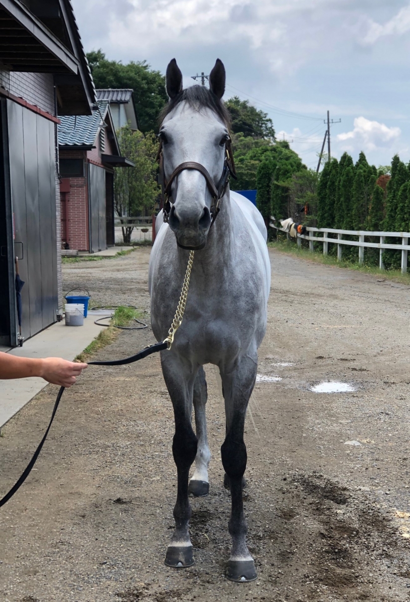 モンドアルジェンテ Monde Argente 牡 7歳 ※地方競馬 在籍 モンドアルジェンテ Monde Argente 牡 7歳 ※地方競馬 在籍