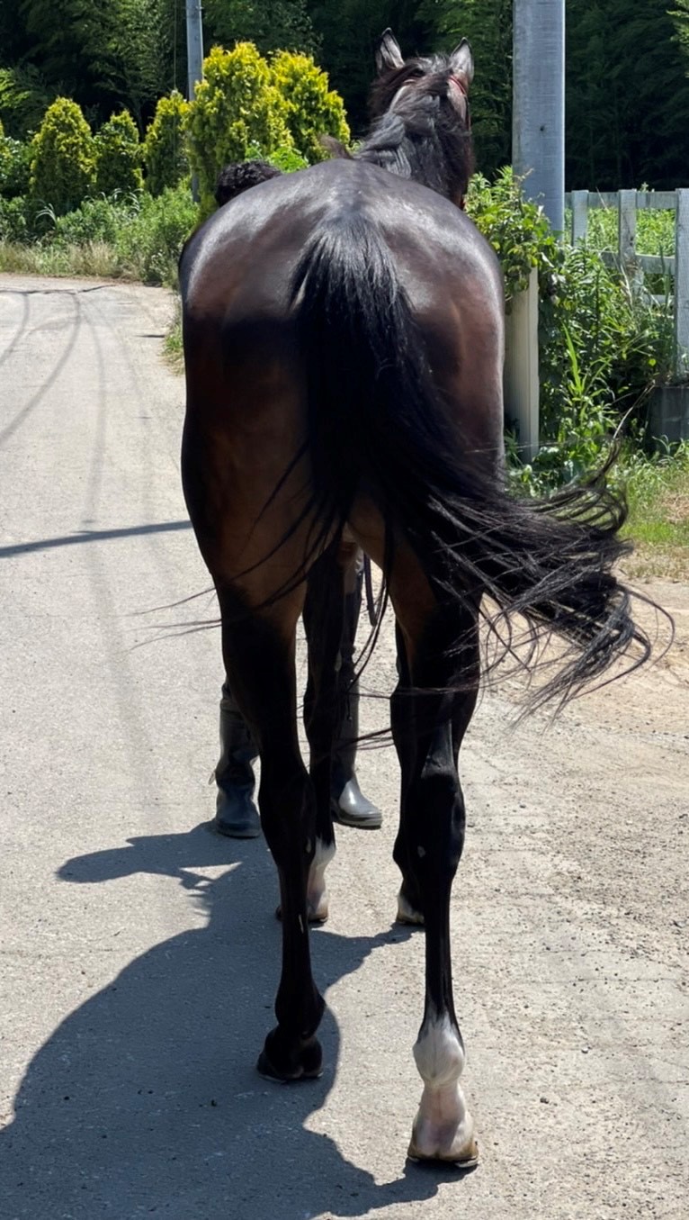 ゴムマリ Gom Mari 牝 7歳 ※中央競馬 登録抹消 | サラブレッド