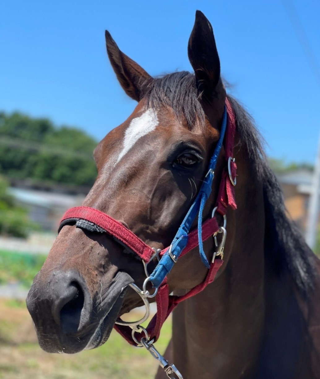 ゴムマリ Gom Mari 牝 7歳 ※中央競馬 登録抹消 | サラブレッド