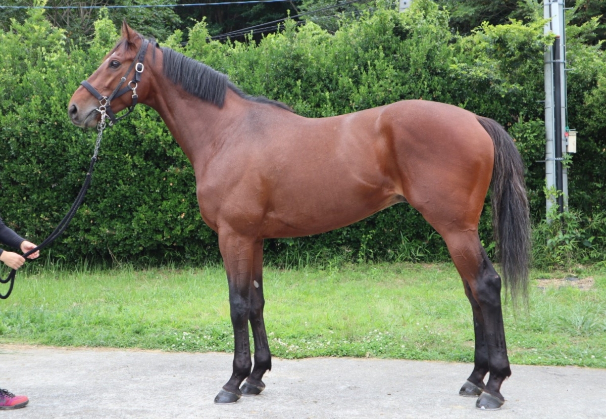 スタンサンセイ Stan Sansei セン 5歳 ※中央競馬 登録抹消