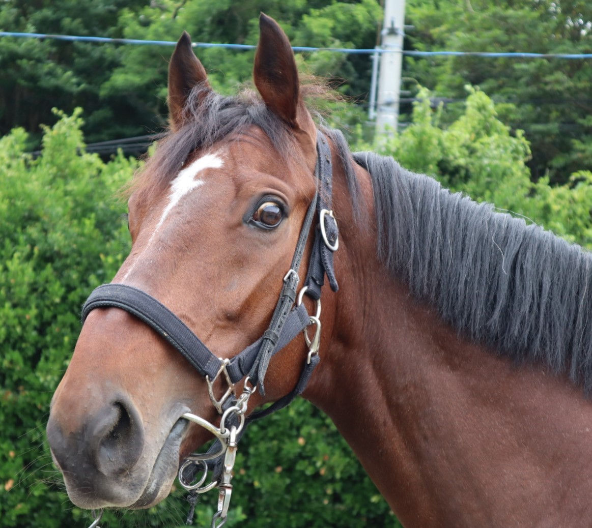 スタンサンセイ Stan Sansei セン 5歳 ※中央競馬 登録抹消