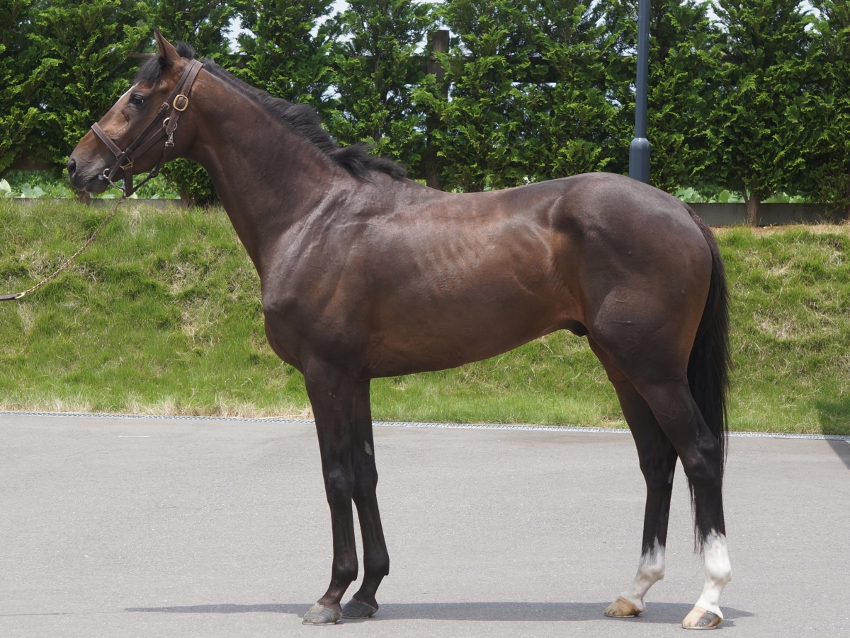 プロユース1500 0.3 ×10個 新品未使用　 合馬公式アカウント1 ロジタイム Logi Time 牝 3歳 ※中央競馬 登録抹消