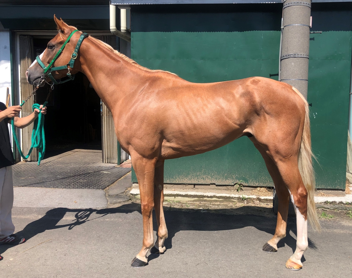 モンサンチェロ Mont Saint Cielo セン 3歳 ※地方競馬 在籍
