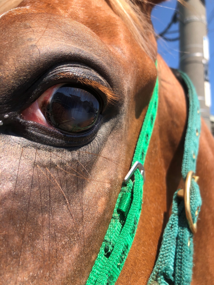 やーか　馬の尾の毛 やーか 馬の尾の毛 やーか 馬の尾の毛