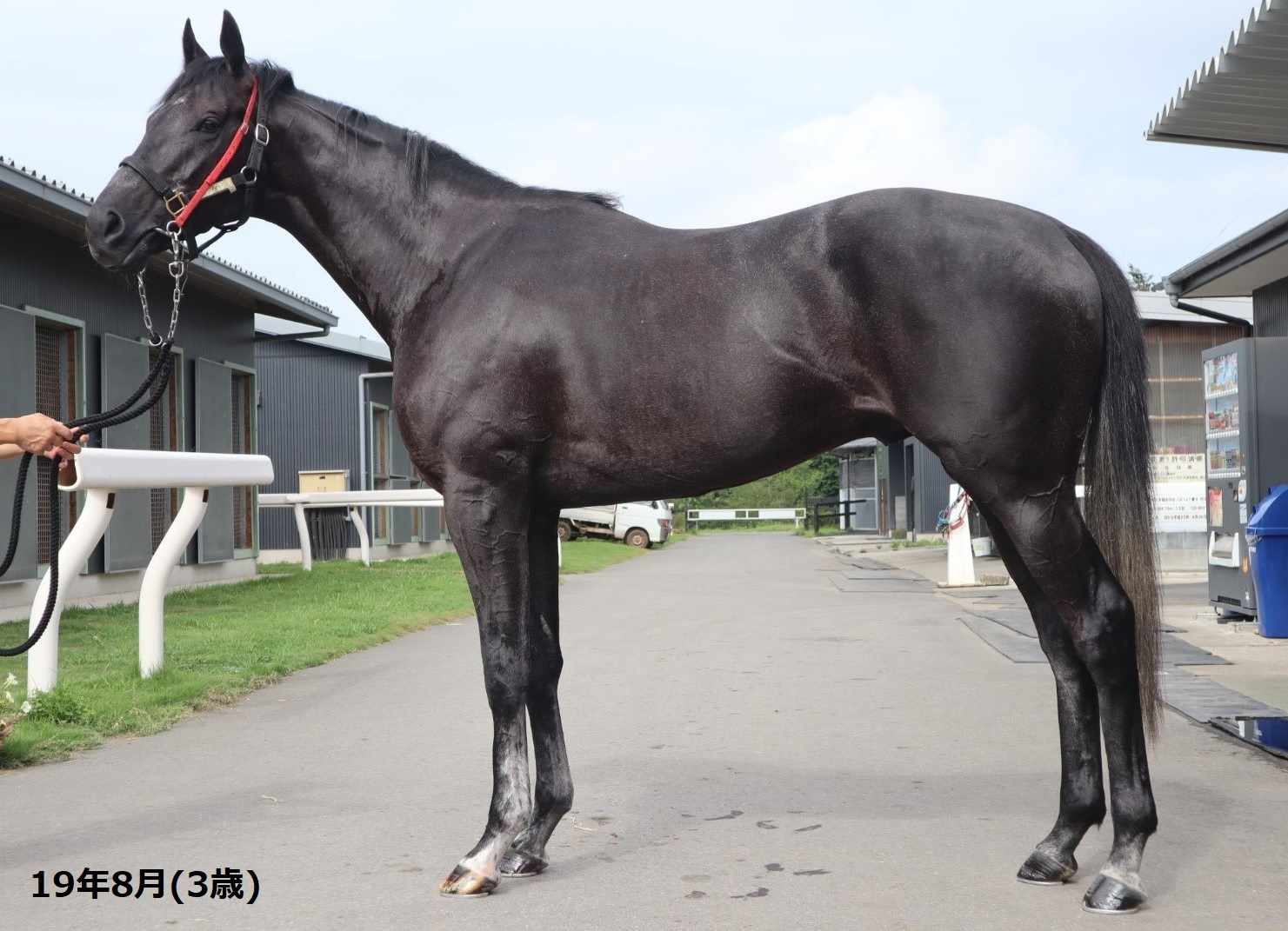 競走馬　THE VICTORY PLATINUM サラブレッド　未開封 超希少 競走馬 THE VICTORY PLATINUM サラブレッド 未開封