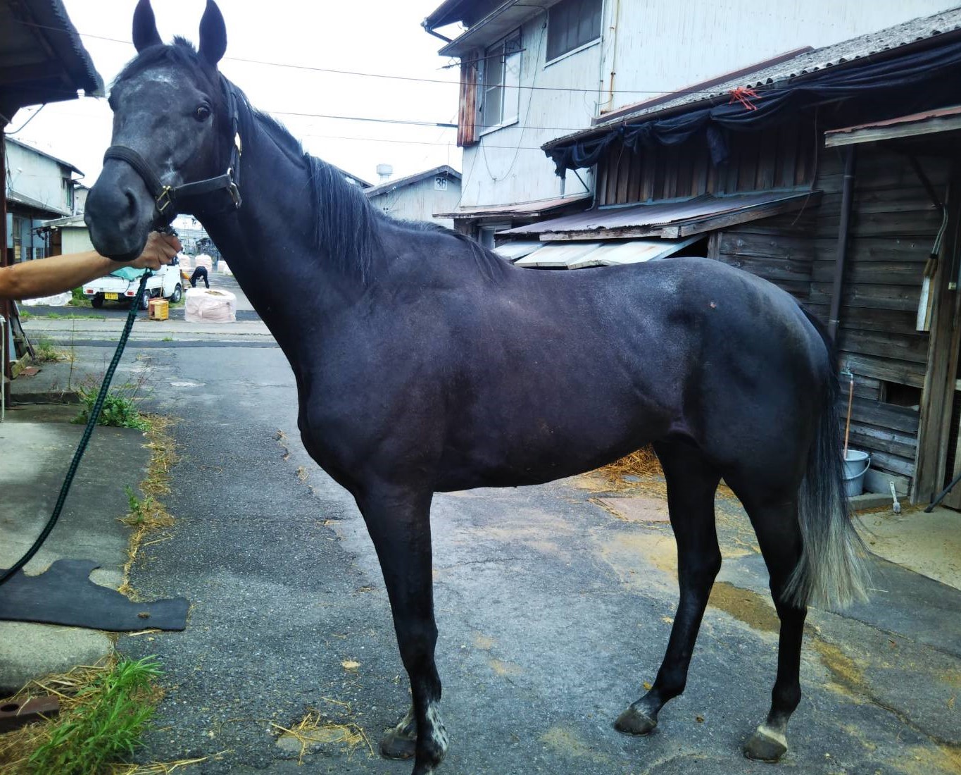 AiZPIRI 「サーカスの馬」 作家直筆サイン 馬 騎士 エディションEA AiZPIRI 「サーカスの馬」 作家直筆サイン 馬 騎士 エディション
