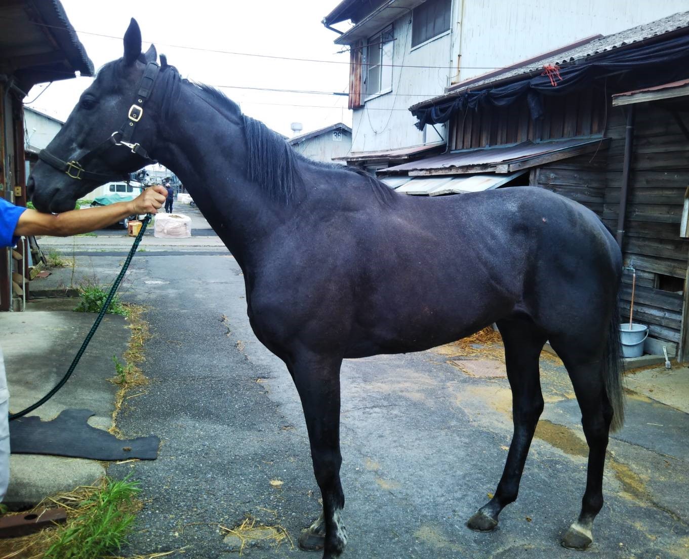 AiZPIRI 「サーカスの馬」 作家直筆サイン 馬 騎士 エディションEA AiZPIRI 「サーカスの馬」 作家直筆サイン 馬 騎士 エディション