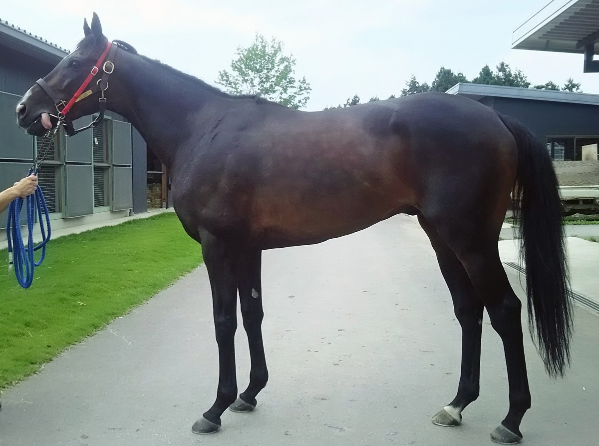 ヘルツフロイント　Herz Freund　　牡　６歳　　※中央競馬　登録抹消_main1