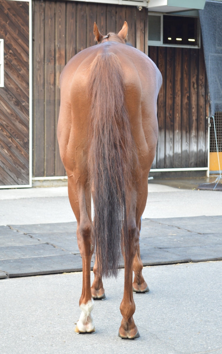 パスポートチェック Passport Check 牡 3歳 ※中央競馬 登録抹消