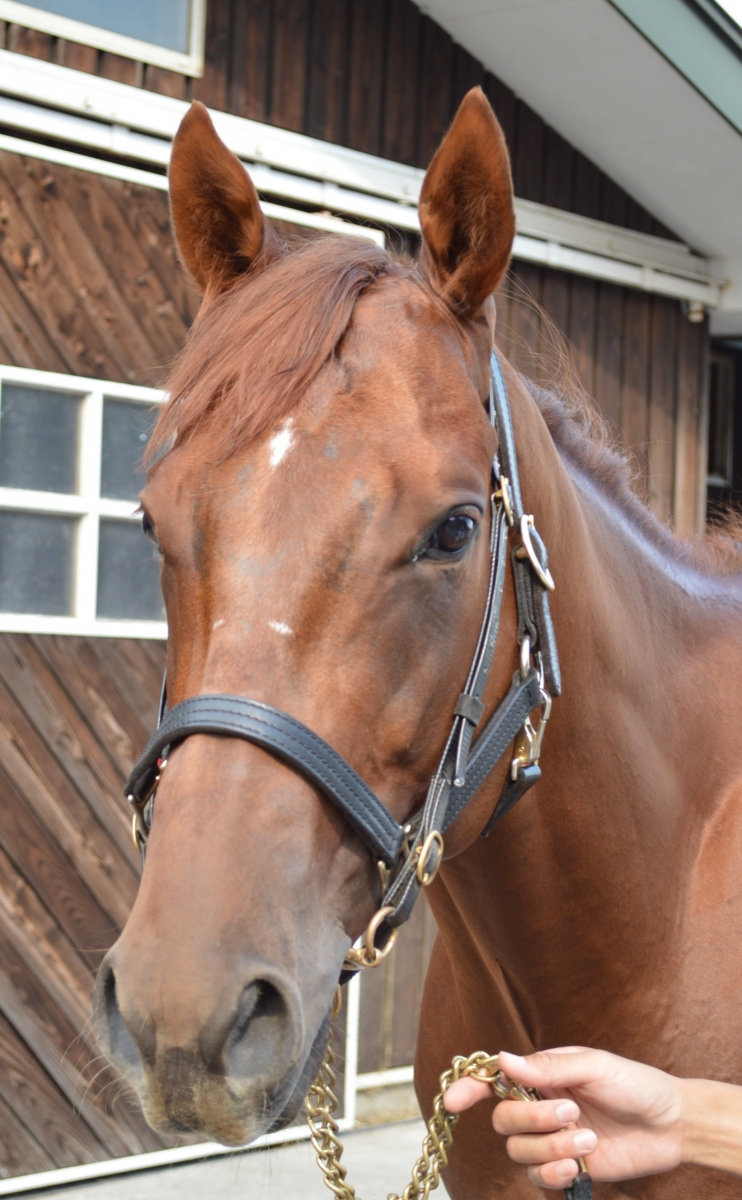 競馬資料バラ10冊まとめて 第15回習志野きらっとスプリント（SII）出走予定馬(PDF