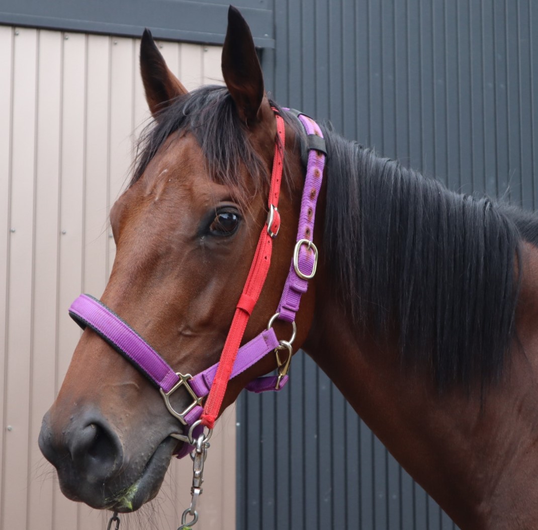 競馬貴重なレアカード ダービーレースカード 紙競馬 30枚入り : おもちゃのキムラ