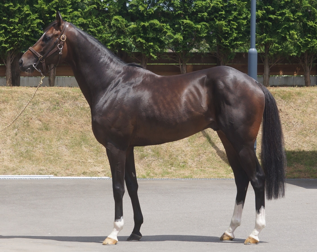 サンドストーム Sandstorm 牡 5歳 ※地方競馬 在籍