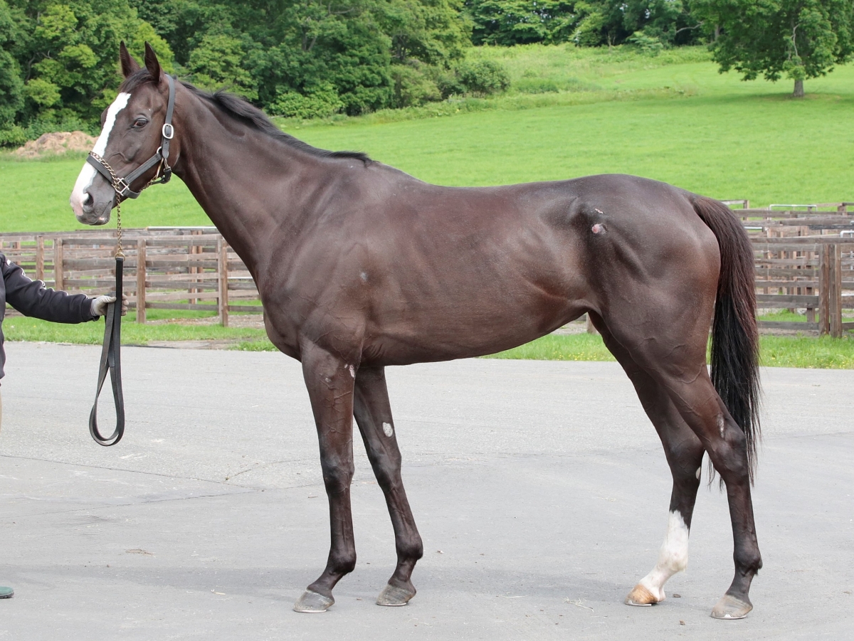 ウインローズブーケ Win Rose Bouquet 牝 5歳 ※繁殖牝馬（空胎