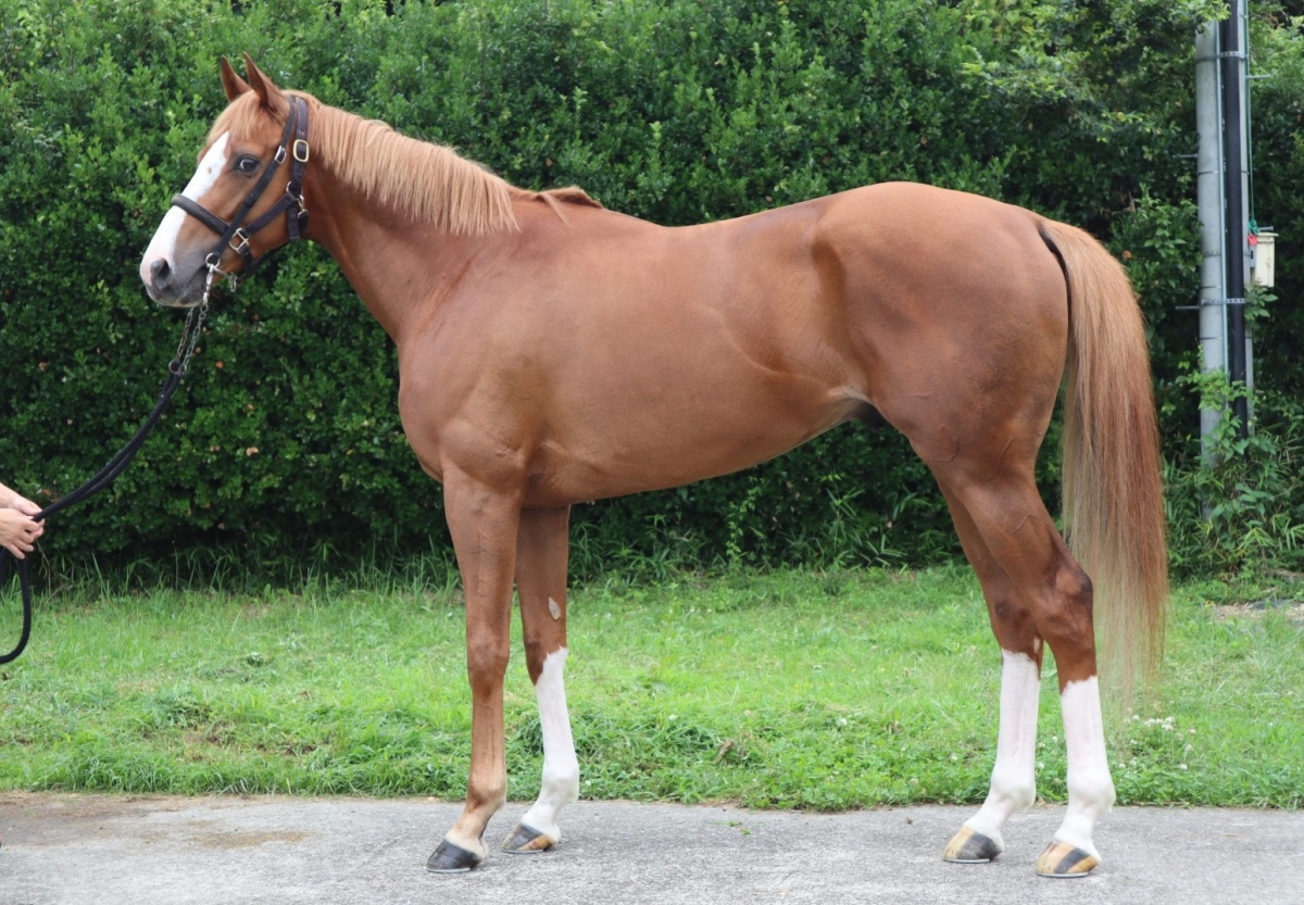 ミラキュラスサイン Miraculous Sign 牡 3歳 ※中央競馬 登録