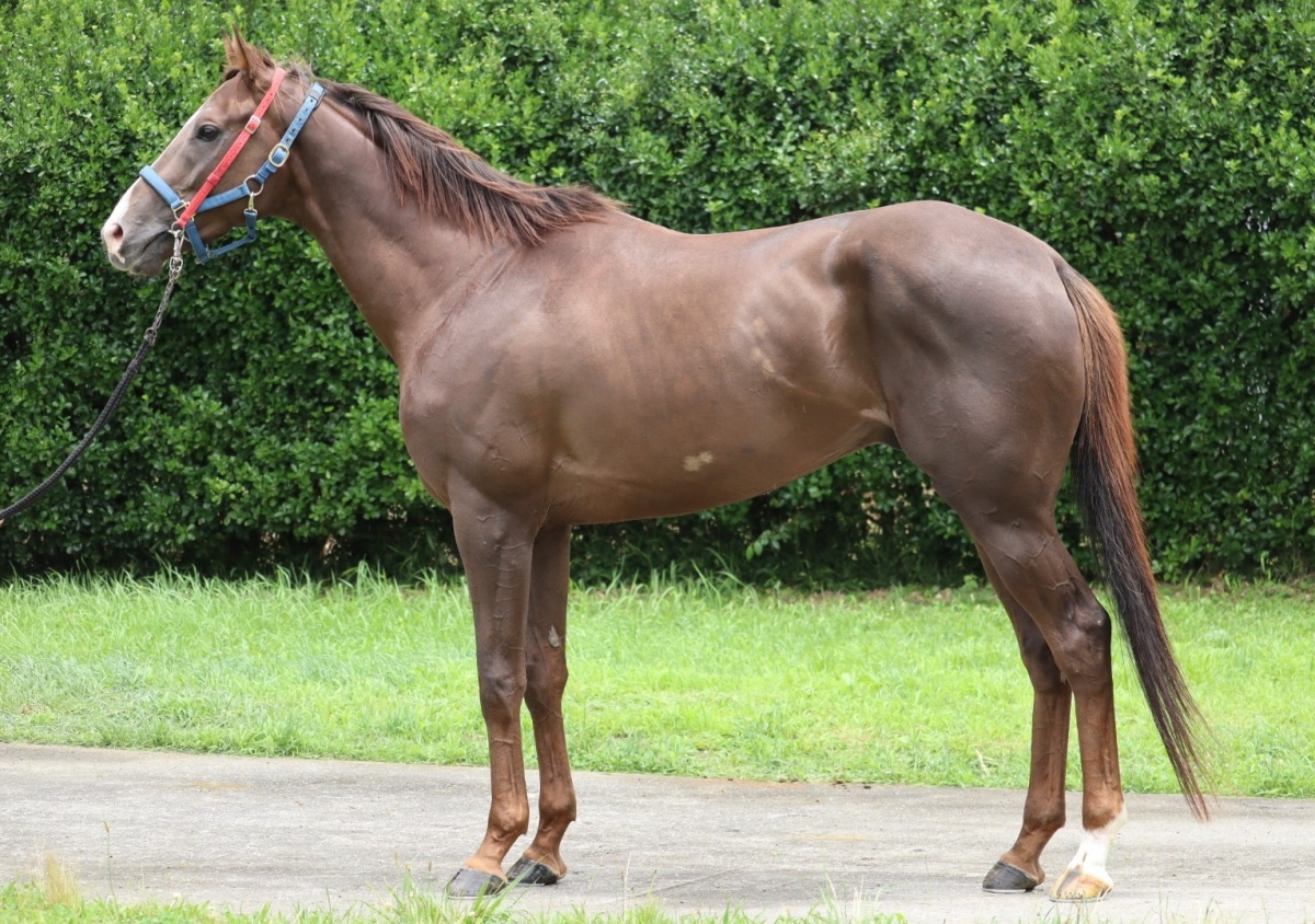 インディードシチー Indeed City 牡 3歳 ※中央競馬 登録抹消