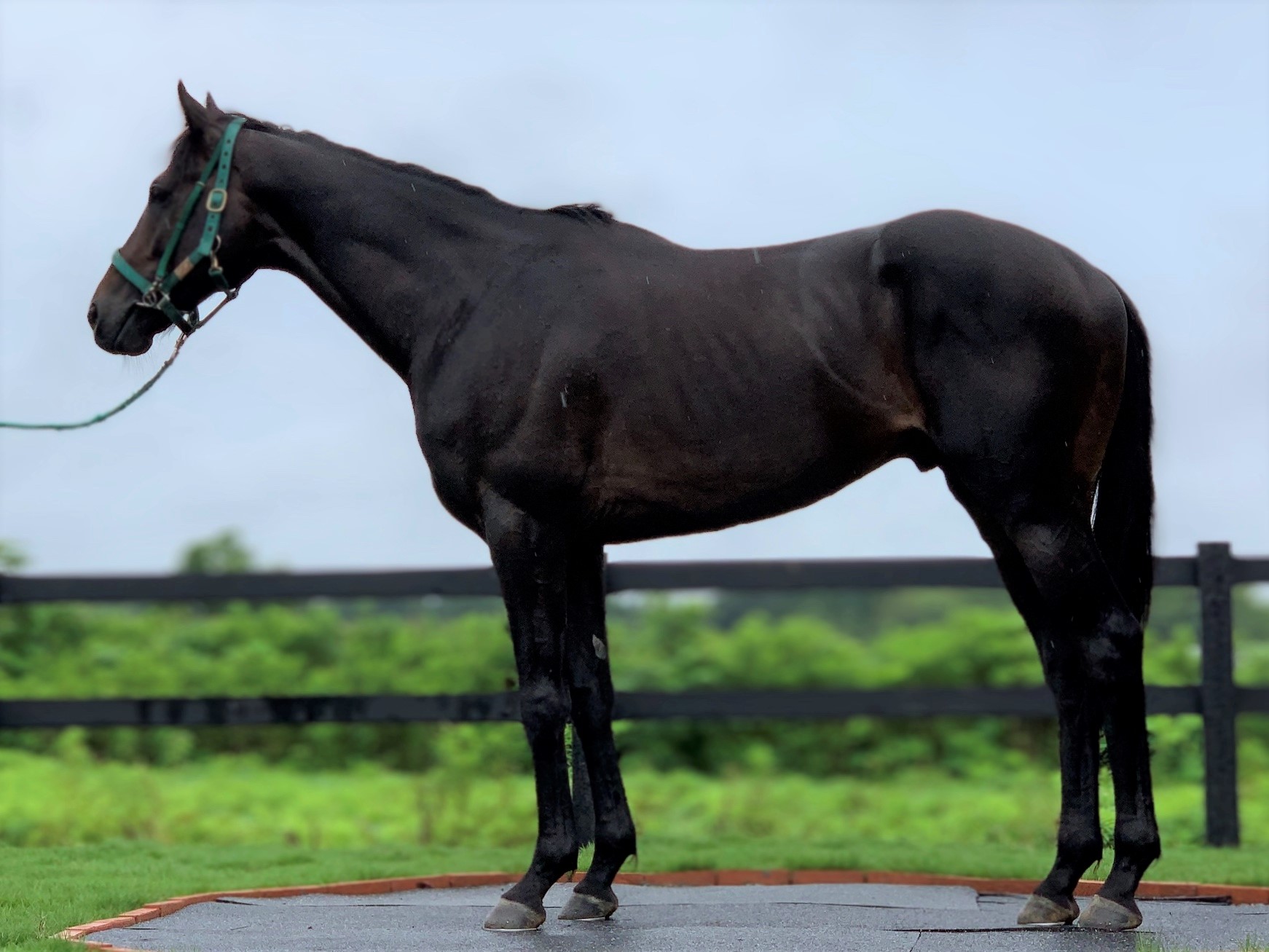 競馬 JRA レープロ950115中山 アイリッシュダンス-ハーツクライ