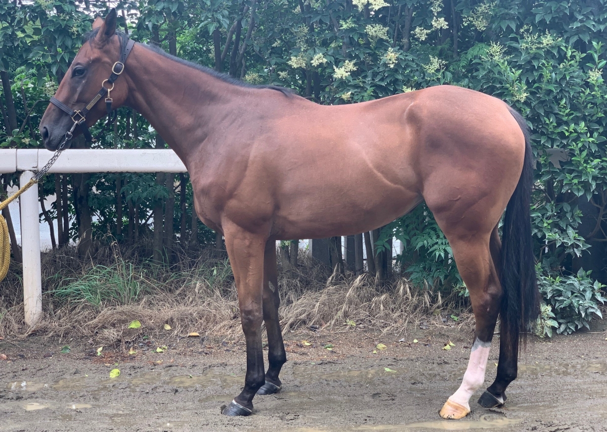 マックスマキ Max Maki 牝 2歳 ※地方競馬 在籍（未出走