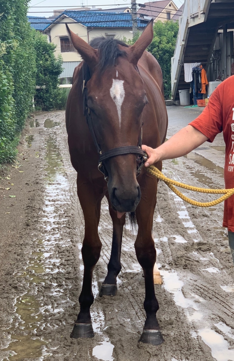 盗まれた馬 S.Hashiguchi💛🐴 (@HS8358): 