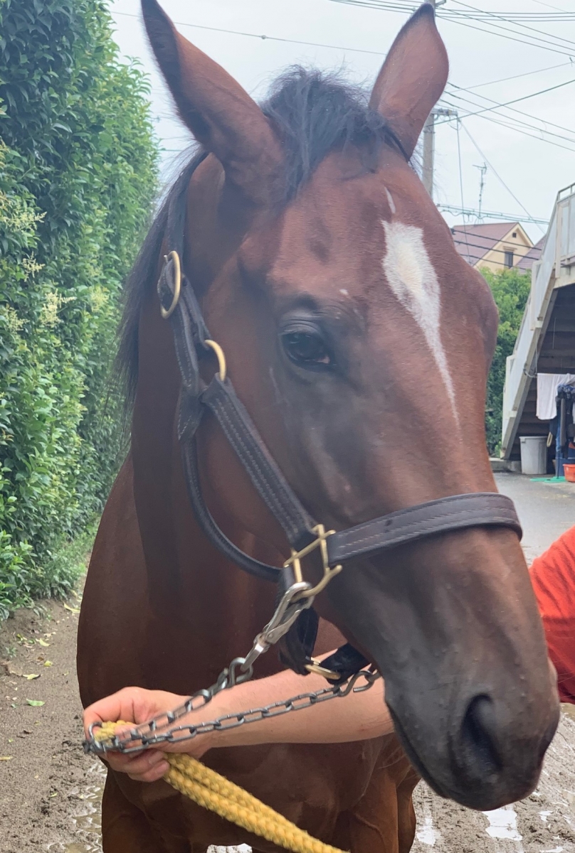 マックスマキ Max Maki 牝 2歳 ※地方競馬 在籍（未出走