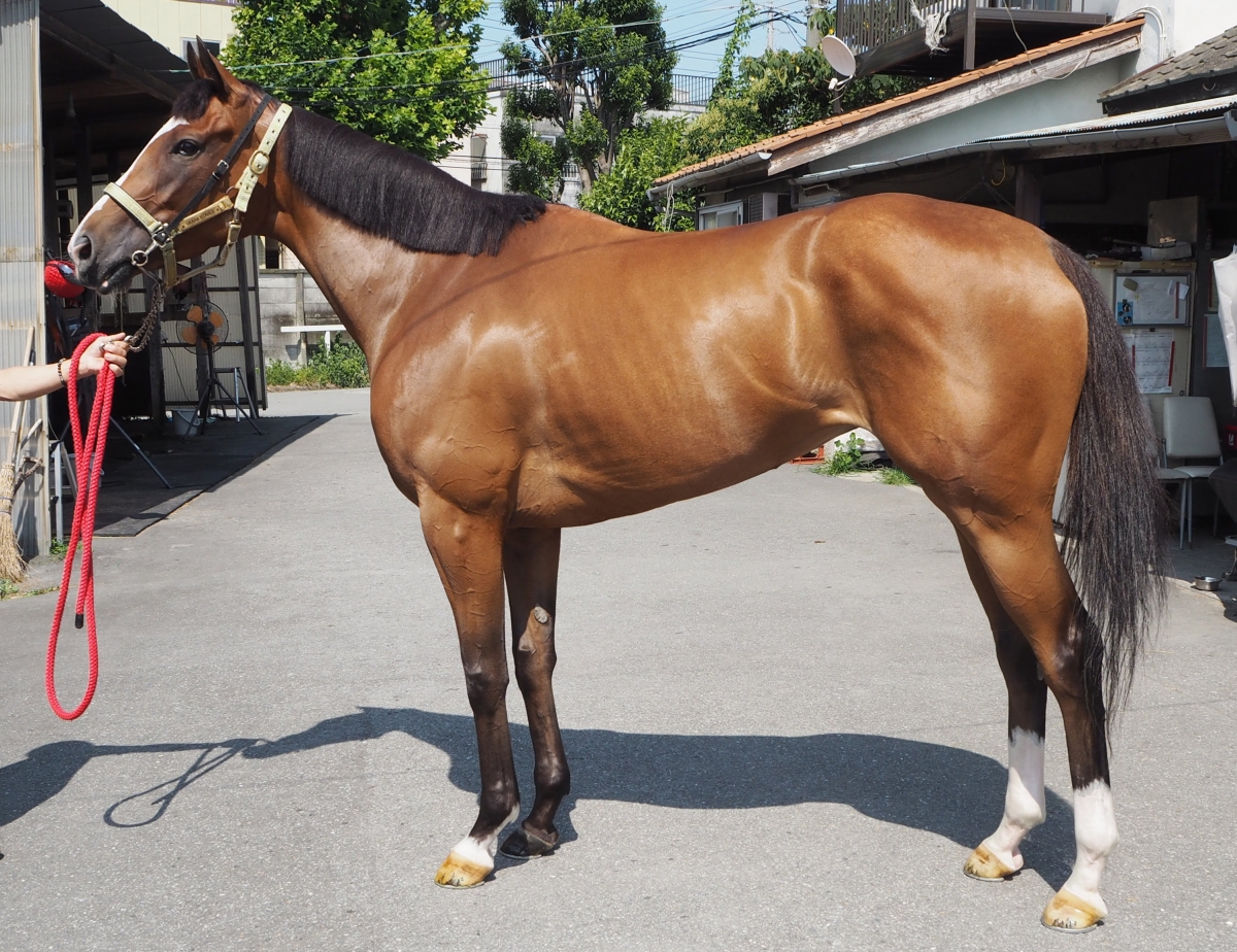 イクノスズカ Ikuno Suzuka 牝 3歳 ※地方競馬 在籍