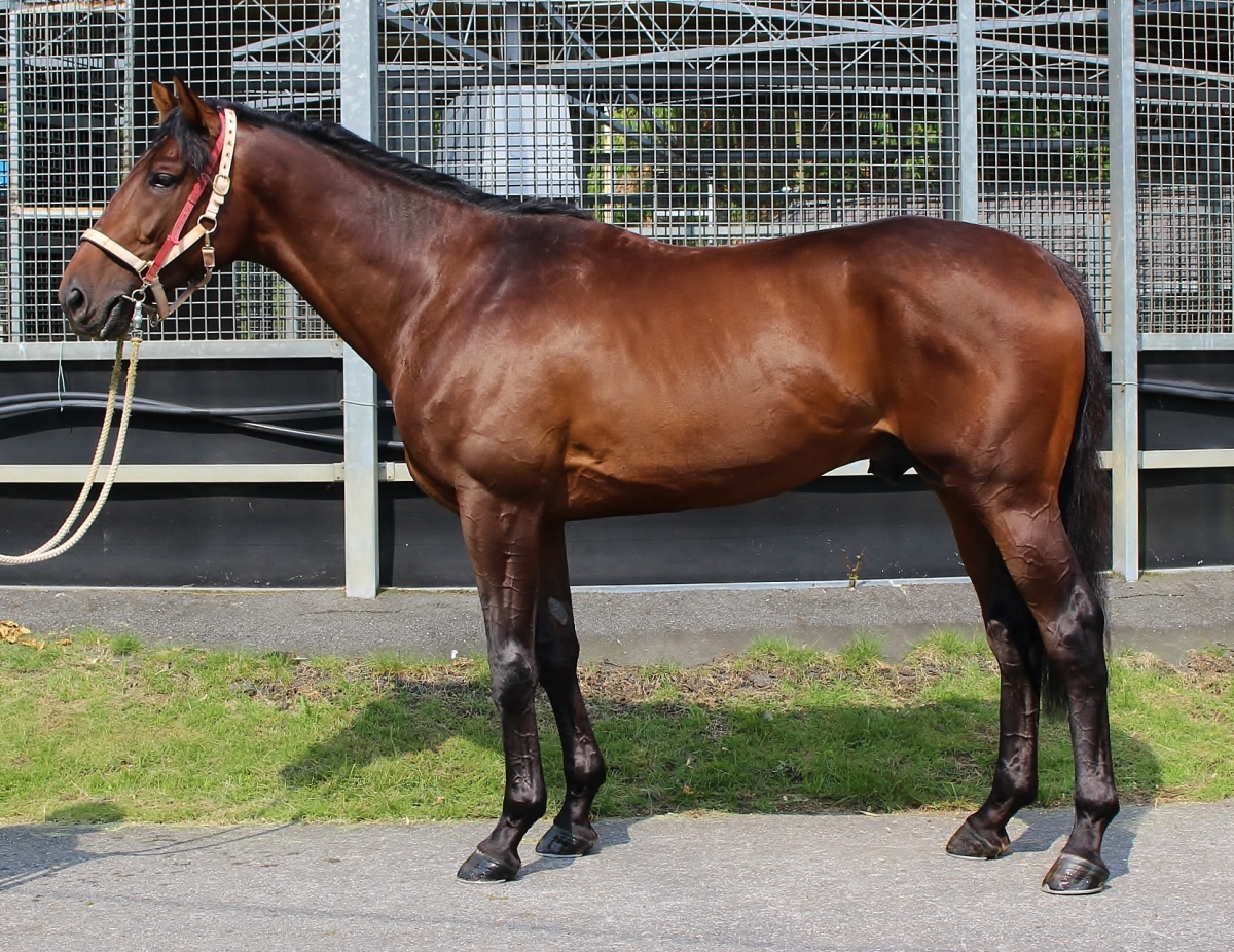 サラブレ 中央競馬年鑑2003〜2018 楽天市場】サラブレ 中央競馬年鑑の通販