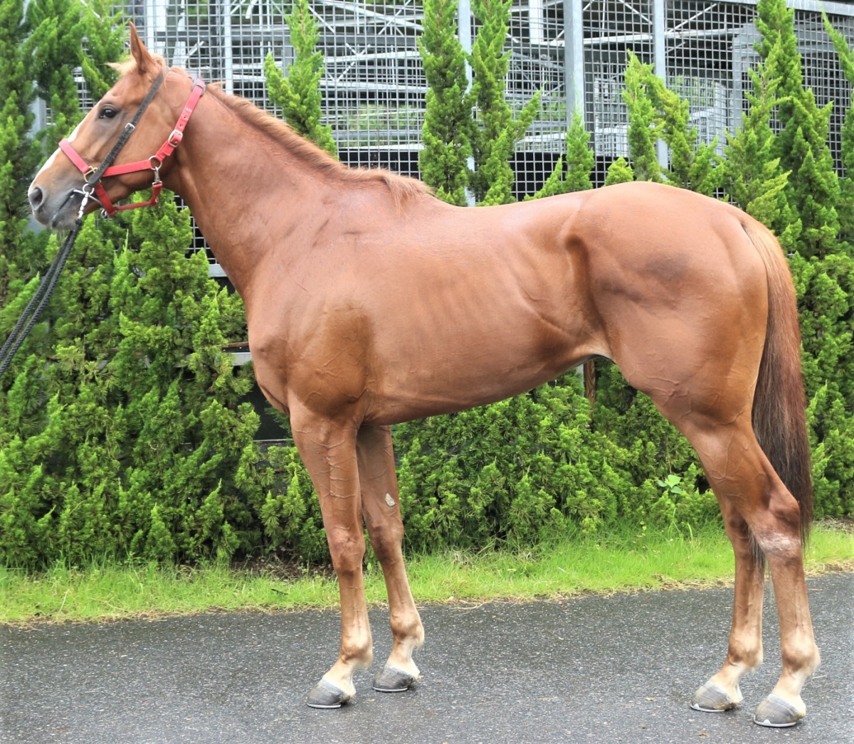 カマンザ Kamanza 牡 3歳 ※中央競馬 登録抹消 | サラブレッド