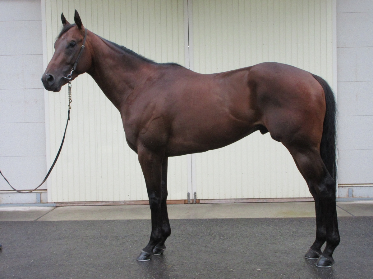競馬トレカ「サラブレッドカード ザ・グレードワン 20世紀の名馬