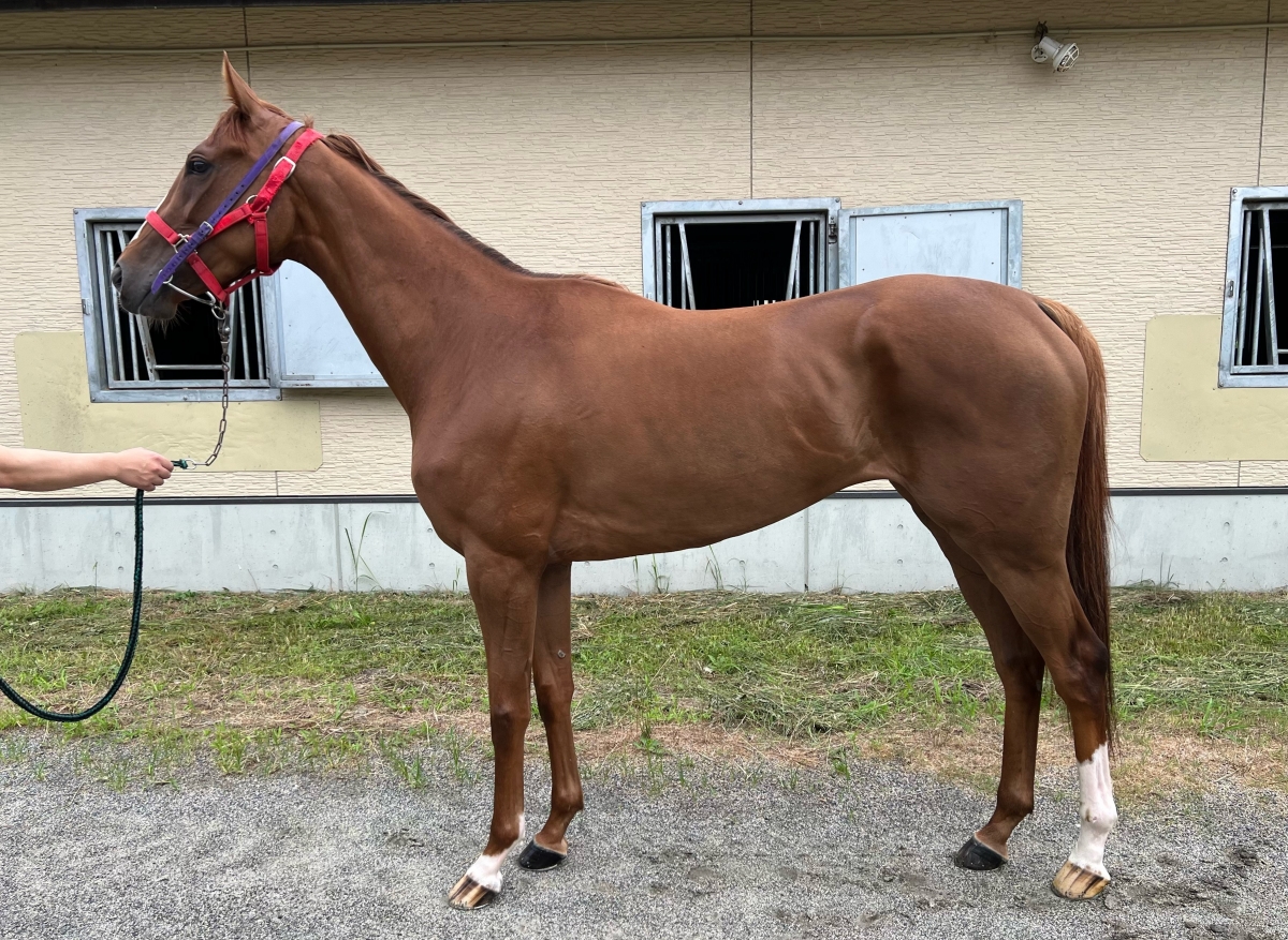 ポスキアーヴォ Poschiavo 牝 ３歳 ※中央競馬 登録抹消 | サラブレッド