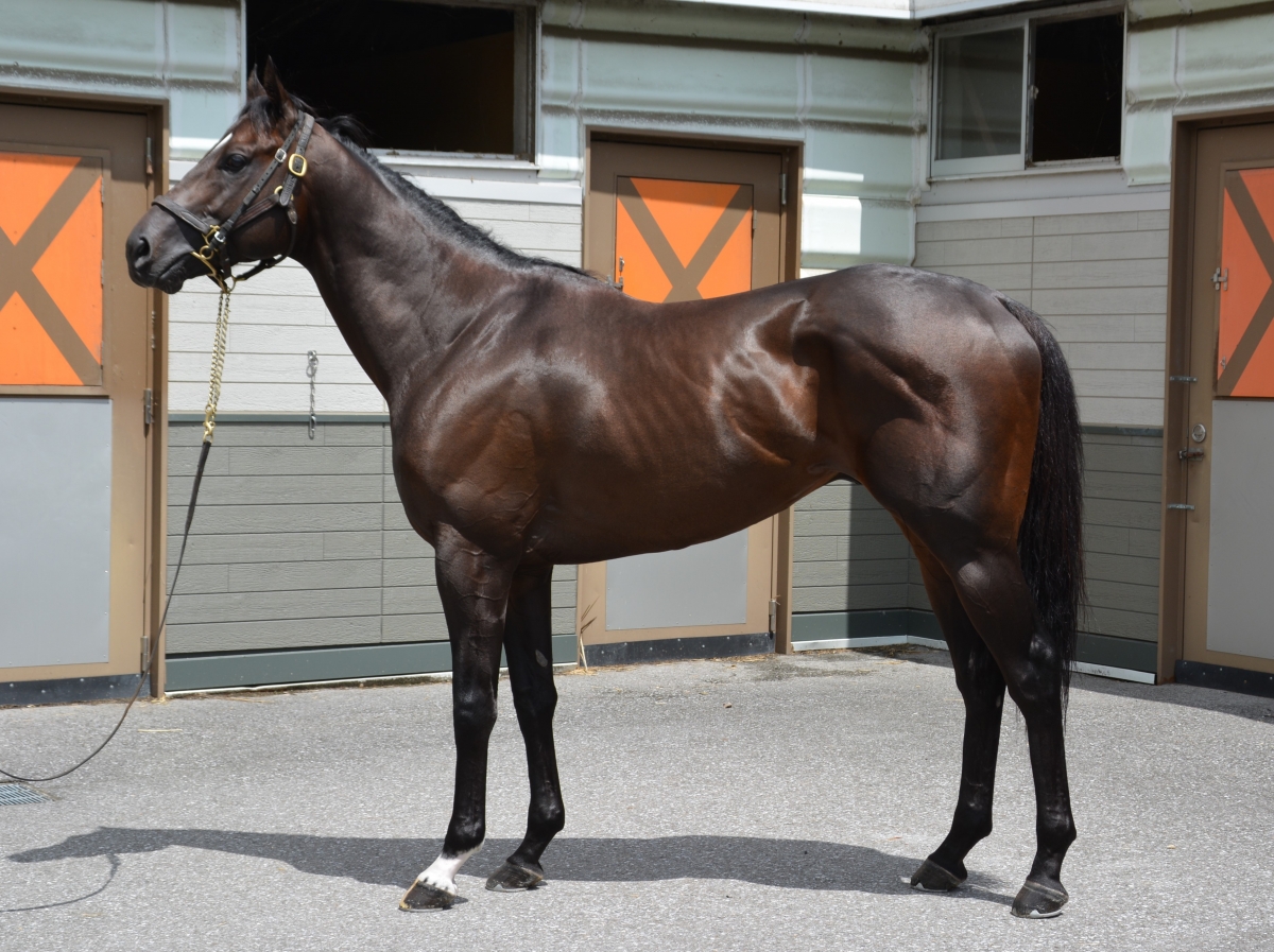 アメリカンベイビー American Baby 牡 ５歳 ※中央競馬 登録抹消 | サラブレッドオークション