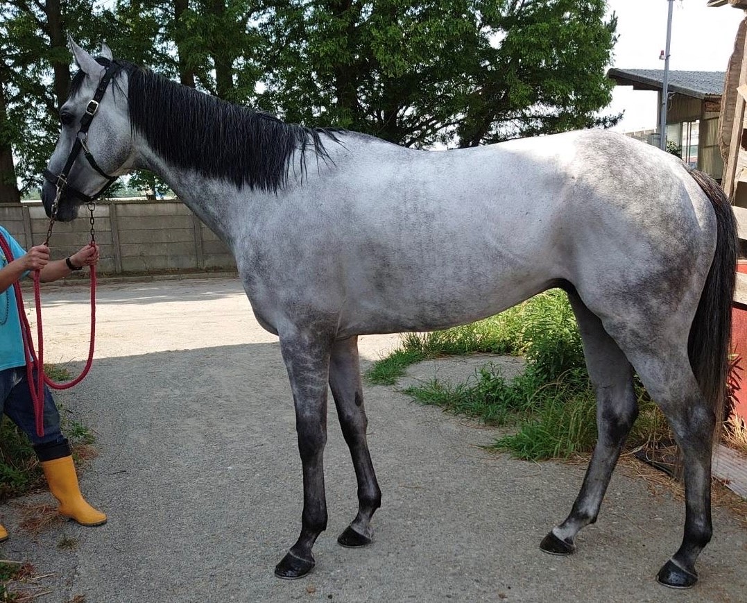 レムリアンシード Lemurian Seed 牡 5歳 ※地方競馬 在籍