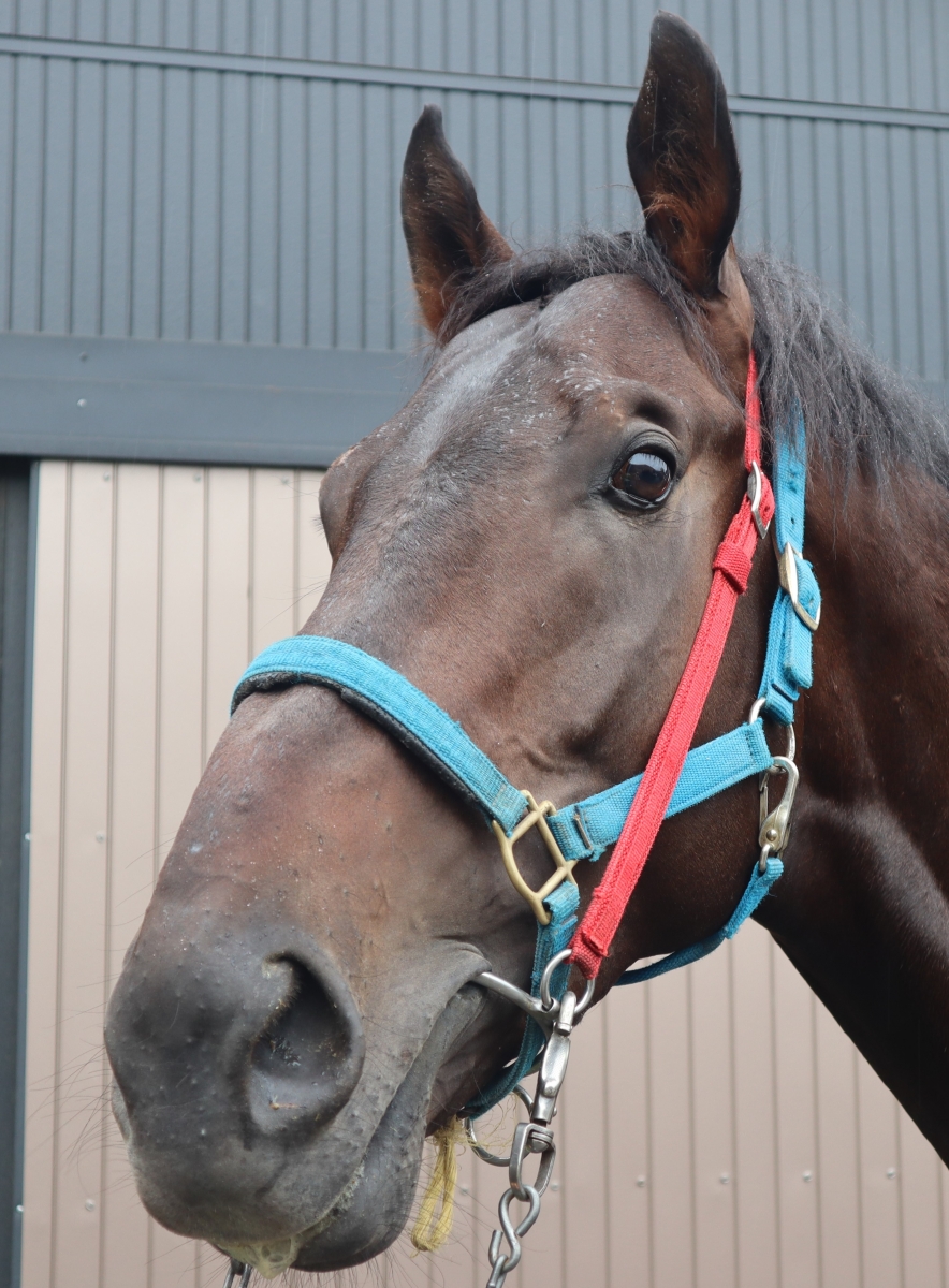 アトミックガイ Atomic Guy 牡 3歳 ※中央競馬 登録抹消
