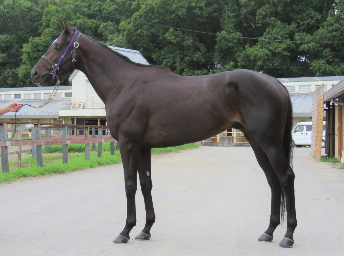 ユイノペニーワイズ Yuino Penny Wise 牡 3歳 ※中央競馬 登録抹消 